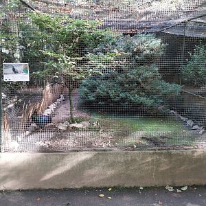 Pheasantry - Himalayan monal (Lophophorus impejanus)