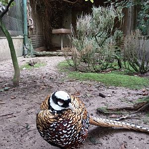 Pheasantry - Reeve's pheasant (Symaticys reevesi)