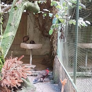 Pheasantry - Satyr tragopan (Tragopan satyra)