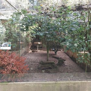 Pheasantry - Silver pheasant (Lophura nycthemera)