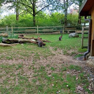 Red-necked wallaby (Notamacropus rufogriseus)