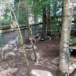 Striped skunk (Mephitis mephitis)