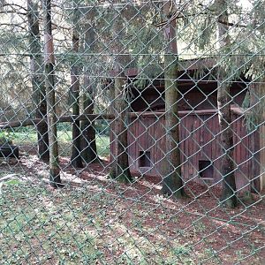 Northern lynx enclosure