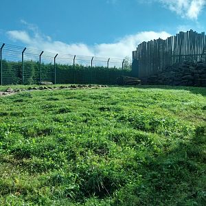 Syrian brown bear extension area