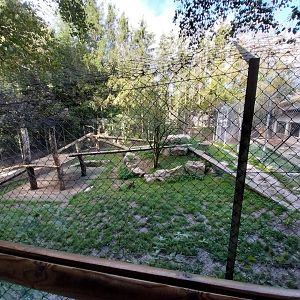 African lion enclosure