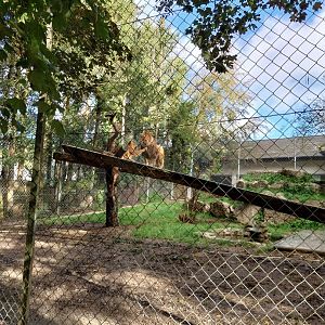 African lion (Panthera leo)