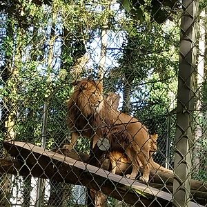 African lion (Panthera leo)