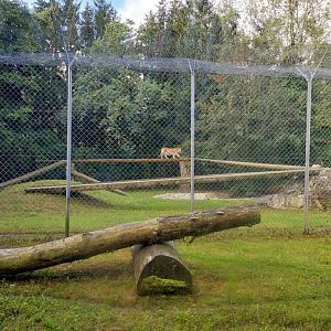 Cat House - Siberian tiger (Panthera tigris altaica)