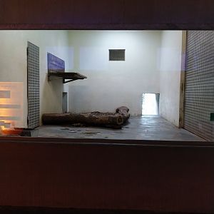 Cat House - Siberian tiger