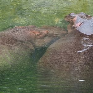 Hippotamuses (Hippopotamus amphibius), 2023-05-15