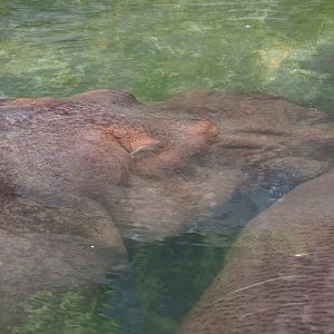 Hippotamus (Hippopotamus amphibius), 2023-05-15