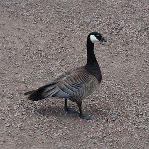 Feral Small cackling goose (Branta hutchinsii minima), 2023-05-16