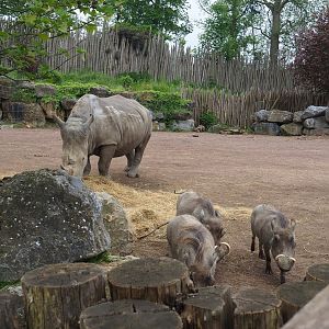 Southern white rhinoceros (Ceratotherium simum simum) and Northern warthogs (Phacochoerus africanus africanus), 2023-05-15