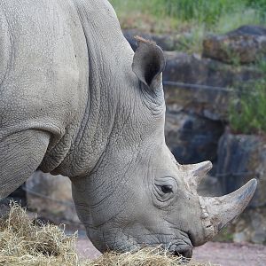Southern white rhinoceros (Ceratotherium simum simum), 2023-05-16
