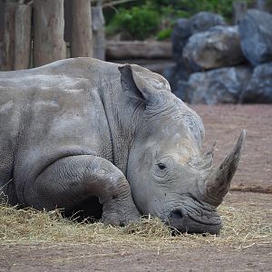 Southern white rhinoceros (Ceratotherium simum simum), 2023-05-16
