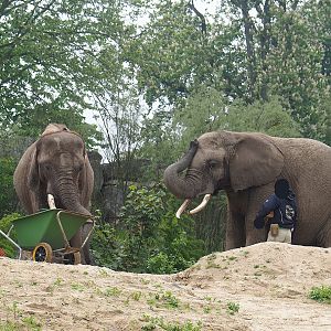 Keepers with African bush elephants (Loxodonta africana), 2023-05-15