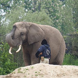 Keeper with African bush elephant (Loxodonta africana), 2023-05-15