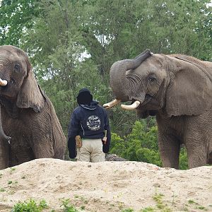 Keeper with African bush elephants (Loxodonta africana), 2023-05-15