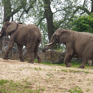 African bush elephants (Loxodonta africana), 2023-05-15