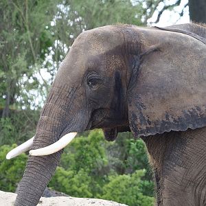 African bush elephant (Loxodonta africana), 2023-05-16