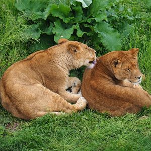 African lionesses (Panthera leo), 2023-05-16