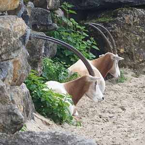 Scimitar-horned oryxes (Oryx dammah), 2023-05-15