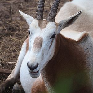 Scimitar-horned oryx (Oryx dammah), 2023-05-16