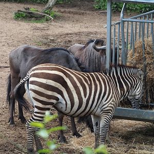 Grant`s zebra (Equus quagga boehmi) and Blue wildebeest (Connochaetes taurinus taurinus), 2023-05-15