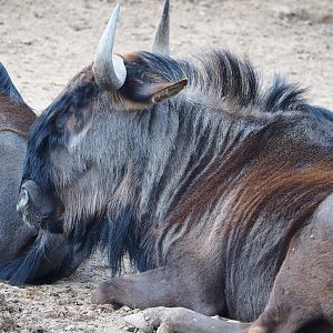 Blue wildebeest (Connochaetes taurinus taurinus), 2023-05-16