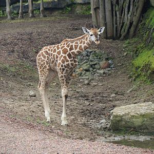 Rothschild's giraffe (Giraffa camelopardalis rothschildi) foal, 2023-05-15