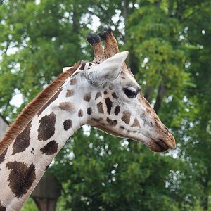Rothschild's giraffe (Giraffa camelopardalis rothschildi), 2023-05-15