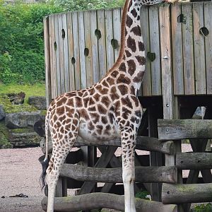Rothschild's giraffe (Giraffa camelopardalis rothschildi), 2023-05-15