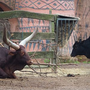 Ankole-Watusi cattle and Dahomey dwarf cattle (Bos taurus indicus X B.t. taurus), 2023-05-15