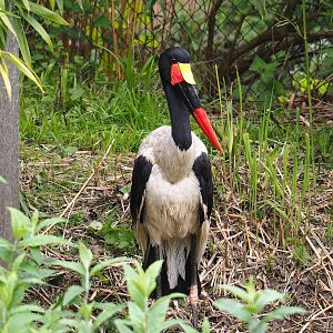 Saddle-billed stork (Ephippiorhynchus senegalensis), 2023-05-15