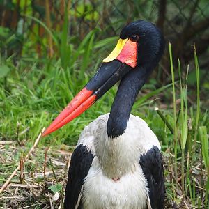 Saddle-billed stork (Ephippiorhynchus senegalensis), 2023-05-15