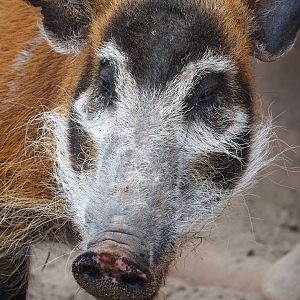 Red river hog (Potamochoerus porcus), 2023-05-15