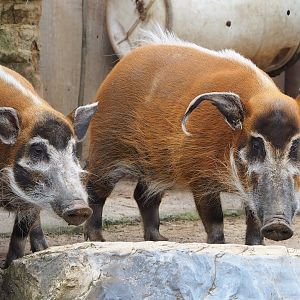 Red river hogs (Potamochoerus porcus), 2023-05-15