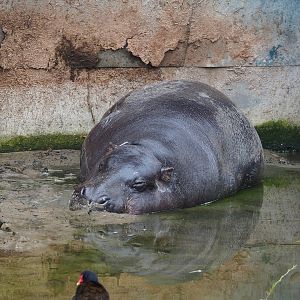 Western pygmy hippopotamus (Choeropsis liberiensis liberiensis), 2023-05-15
