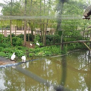 Stilt village aviary - Home to great white pelicans at the time, now shoebill summer exhibit, 2023-05-15