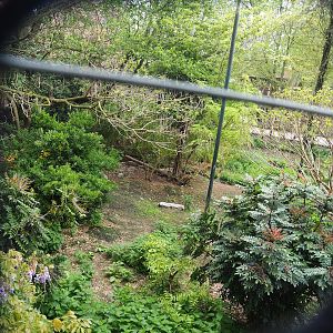 Shoebill aviary, 2023-05-15