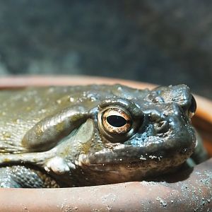 Colorado River toad (Incilius alvarius), 2023-05-15