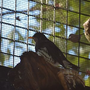 Japanese Thrush