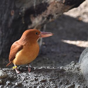Ruddy Kingfisher