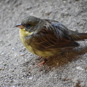 Black faced Bunting