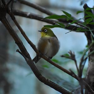 Japanese White Eye