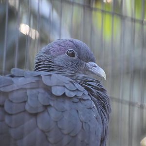Japanese Woodpigeon