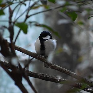 Japanese Tit