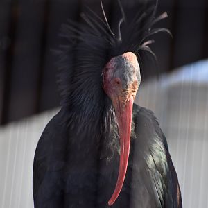 Northern Bald Ibis