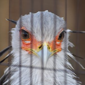 Secretary Bird