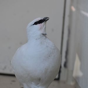 Svalbard Ptarmigan